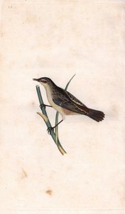 Fragmite de bastão. Acrocephalus schoenobaenus (Motacilla salicaria). Gravura em cobre de Edward Donovan (1768-1837), publicada na Histoire naturelle des oiseaux britanniques, Londres. de Edward Donovan