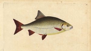 Rudd, Scardinius erythrophthalmus (olho vermelho, Cyprinus erythrophthalmus). Placa de cobre colorida à mão desenhada e gravada por Edward Donovan da sua História Natural dos Peixes Britânicos, Donovan e F.C. e J. Rivington, Londres. de Edward Donovan