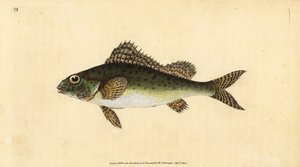Ruffe, Gymnocephalus cernua (Perca cernua). Placa de cobre colorida à mão desenhada e gravada por Edward Donovan a partir de sua História Natural dos Peixes Britânicos, Donovan e F.C. e J. Rivington, Londres. de Edward Donovan