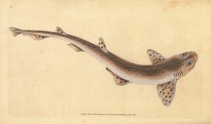 Pequeno tubarão malhado, Scyliorhinus canicula (tubarão menos malhado, Squalus catulus). Placa de cobre colorida à mão desenhada e gravada por Edward Donovan da sua História Natural dos Peixes Britânicos, Donovan e F.C. e J. Rivington, Londres.