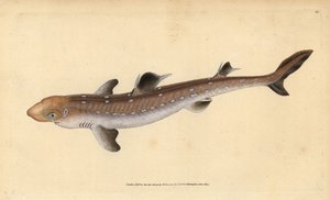 Spiny dogfish, Squalus acanthias (Tubarão apanhado ou peixe de cão). Vulnerável. Placa de cobre colorida à mão desenhada e gravada por Edward Donovan da sua História Natural dos Peixes Britânicos, Donovan e F.C. e J. Rivington, Londres.