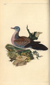 Pomba ou pancou manchada, Spilopelia chinensis. Placa de cobre colorida à mão desenhada e gravada por Edward Donovan a partir de sua própria "Natural History of British Birds", Londres