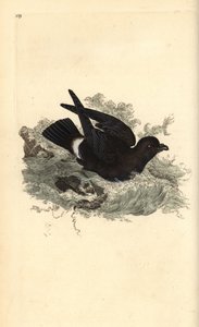 Petrel da tempestade, Hydrobates pelagicus. Placa de cobre colorida à mão, desenhada e gravada por Edward Donovan a partir de sua própria "Natural History of British Birds," Londres de Edward Donovan
