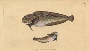 Caracol marinho listrado, Liparis liparis liparis (Unctuous lumpucker, Cyclopterus liparis). Placa de cobre colorida à mão desenhada e gravada por Edward Donovan a partir de sua História Natural dos Peixes Britânicos, Donovan e F.C. e J. Rivington, Londres de Edward Donovan