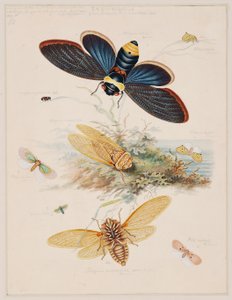 Estudos de Animais Invertebrados, Volume II de Edward Donovan