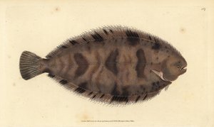Thickback sole, Microchirus variegatus (sola variegada, Pleuronectes variegatus). Placa de cobre colorida à mão desenhada e gravada por Edward Donovan a partir de sua História Natural dos Peixes Britânicos, Donovan e F.C. e J. Rivington, Londres de Edward Donovan
