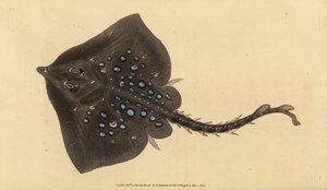 Thornback skate, Raja clavata. Quase ameaçado. Placa de cobre colorida à mão desenhada e gravada por Edward Donovan a partir de sua História Natural dos Peixes Britânicos, Donovan e F.C. e J. Rivington, Londres. de Edward Donovan