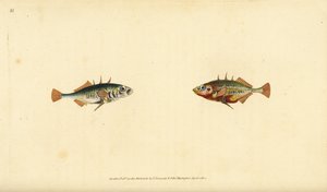 Gasterosteus aculeatus, de três espinhos. Placa de cobre colorida à mão, desenhada e gravada por Edward Donovan a partir de sua História Natural dos Peixes Britânicos, Donovan e F.C. e J. Rivington, Londres. de Edward Donovan