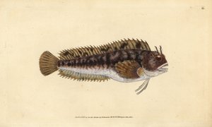 Tompot blenny, Parablennius gattorugine (Gattorugine, Blennius gattorugine). Placa de cobre colorida à mão desenhada e gravada por Edward Donovan da sua História Natural dos Peixes Britânicos, Donovan e F.C. e J. Rivington, Londres de Edward Donovan