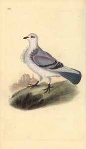 Turbit pigeon, Columba livia domestica var. turbita. Placa de cobre colorida à mão desenhada e gravada por Edward Donovan a partir de sua própria "Natural History of British Birds", Londres de Edward Donovan