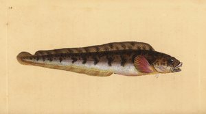 Viviparous eelpout, Zoarces viviparus (Viviparus blenny, Blennius viviparus). Placa de cobre colorida à mão desenhada e gravada por Edward Donovan da sua História Natural dos Peixes Britânicos, Donovan e F.C. e J. Rivington, Londres. de Edward Donovan