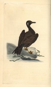 Wagel gull, jovem da grande gaivota de costas negras, Larus marinus. Placa de cobre colorida à mão desenhada e gravada por Edward Donovan a partir de sua própria "Natural History of British Birds", Londres. de Edward Donovan