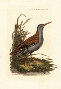 Barra de água, Rallus aquaticus de Edward Donovan