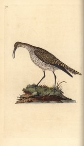 Whimbrel, Numenius phaeopus. Placa de cobre colorida à mão, desenhada e gravada por Edward Donovan a partir de sua própria "Natural History of British Birds", Londres. de Edward Donovan