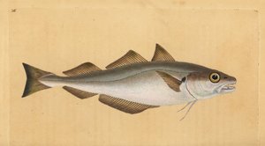 Whiting, Merlangius merlangus (Gadus merlangus). Placa de cobre colorida à mão desenhada e gravada por Edward Donovan a partir de sua História Natural dos Peixes Britânicos, Donovan e F.C. e J. Rivington, Londres. de Edward Donovan