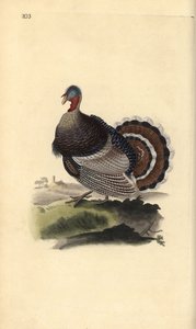Peru selvagem, Meleagris gallopavo. Placa de cobre colorida à mão desenhada e gravada por Edward Donovan a partir de sua própria "Natural History of British Birds", Londres de Edward Donovan