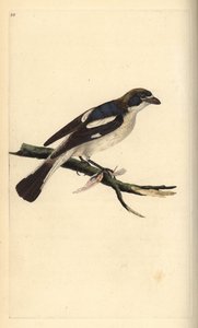 Woodchat shrike, senador Lanius. Placa de cobre colorida à mão, desenhada e gravada por Edward Donovan a partir de sua própria "Natural History of British Birds", Londres