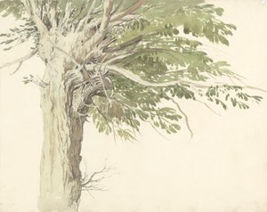 Estudo de uma Árvore Pollardada - um Salgueiro de Edward Duncan