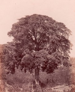 estudo da árvore, 1850-53. de Edward King Tenison