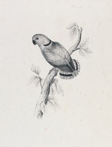 (Periquito de Swindern) (Lâmina 42) de Edward Lear