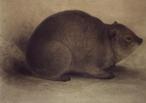 Um Rock Hyrax de Edward Lear