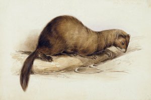 Uma doninha de Edward Lear