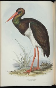 Cegonha-preta, de &39;The Birds of Europe&39;, de John Gould de Edward Lear