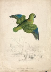 Periquito-de-colarinho (Lâmina 40) de Edward Lear