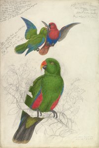 Eclectus Roratus Polychloros, ca. 1830-32. de Edward Lear