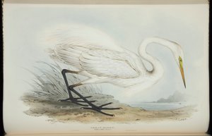 Garça-branca-grande, de &39;The Birds of Europe&39;, de John Gould de Edward Lear