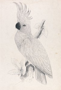 Cacatua-de-crista-amarela-pequena (Lâmina 4) de Edward Lear