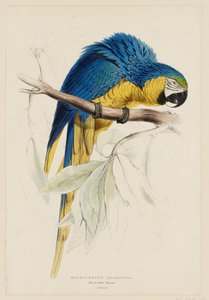  de Edward Lear