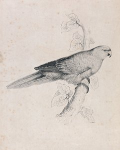 Periquito do Pacífico (Lâmina 26) de Edward Lear