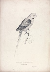 Palaeornia Columbiodes / Periquito-pombo (Lâmina 31) de Edward Lear