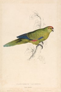 Platycercus Pacificus / Periquito do Pacífico (Lâmina 26) de Edward Lear