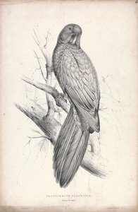 Platycereus Tabuensis / Cacatua de Tabu (Placa 16) de Edward Lear