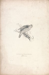 Psittacula rubrifrons / Periquito-de-testa-vermelha (Lâmina 41) de Edward Lear