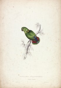 Psittacula Swinderniana. Periquito de Swindern de Edward Lear