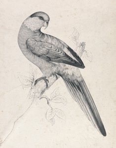 Periquito-de-cabeça-vermelha, macho (Lâmina 21) de Edward Lear