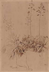 Reggio de Edward Lear