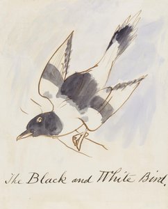 O pássaro preto e branco, de dezesseis desenhos de pássaros em quadrinhos (caneta e tinta wc no papel)