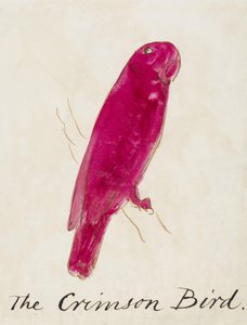 O pássaro carmesim, de dezesseis desenhos de aves em quadrinhos (caneta e tinta wc no papel) de Edward Lear