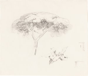 Umbrella Pine e outros estudos, 18391845. de Edward Lear
