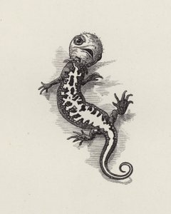Ilustração para The Water-Babies de Charles Kingsley (gravura) de Edward Linley (after) Sambourne
