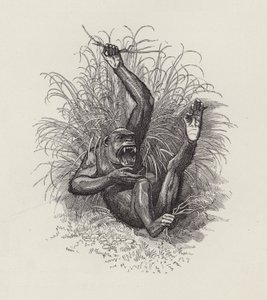 Ilustração para The Water-Babies de Charles Kingsley (gravura) de Edward Linley (after) Sambourne