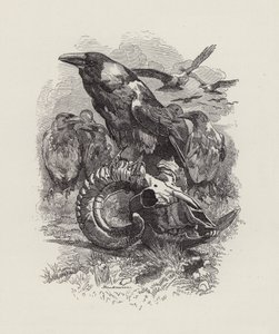 Ilustração para The Water-Babies de Charles Kingsley (gravura) de Edward Linley (after) Sambourne