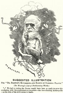 Soco cartoon: Ilustração Sugerida para os Movimentos e Hábitos de Trepadeiras do Dr. Darwin (gravura)