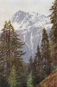 Kotwal da floresta acima Kangan, Sind Valley