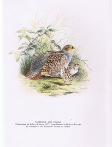Partridge and chicks, Nature in Britain publicado pela Collins de Edward Neale
