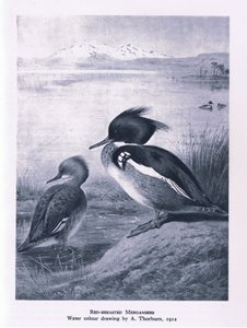 Red Breasted Merganser, Nature in Britain publicado por Collins, 1946 de Edward Neale